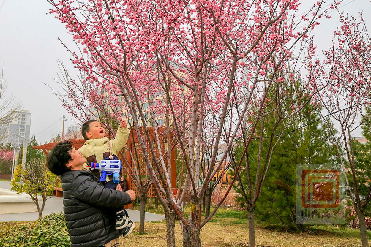 春暖花开 市民踏青赏花 邂逅美好春光