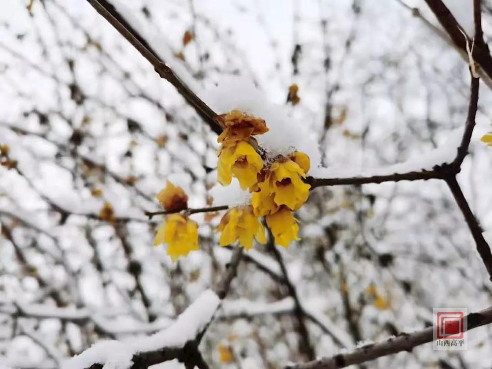 古韵十足,散发着香气 雪却输梅一段香 如此,白雪配梅香 叫人如何不