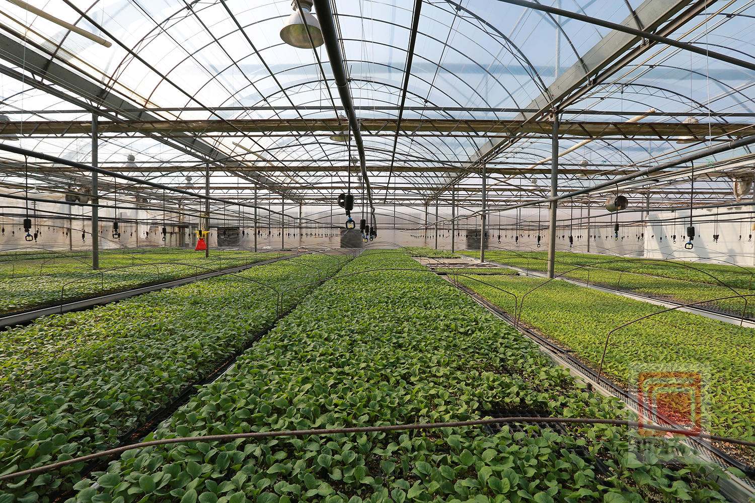 不负春光抢农时育苗基地育苗忙