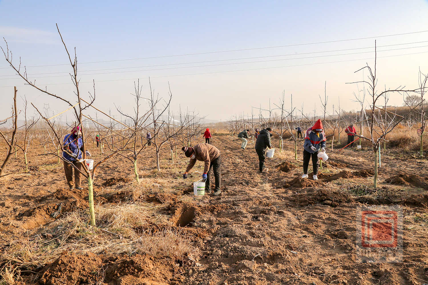 “猫冬”变“冬忙” 千亩梨园管护忙