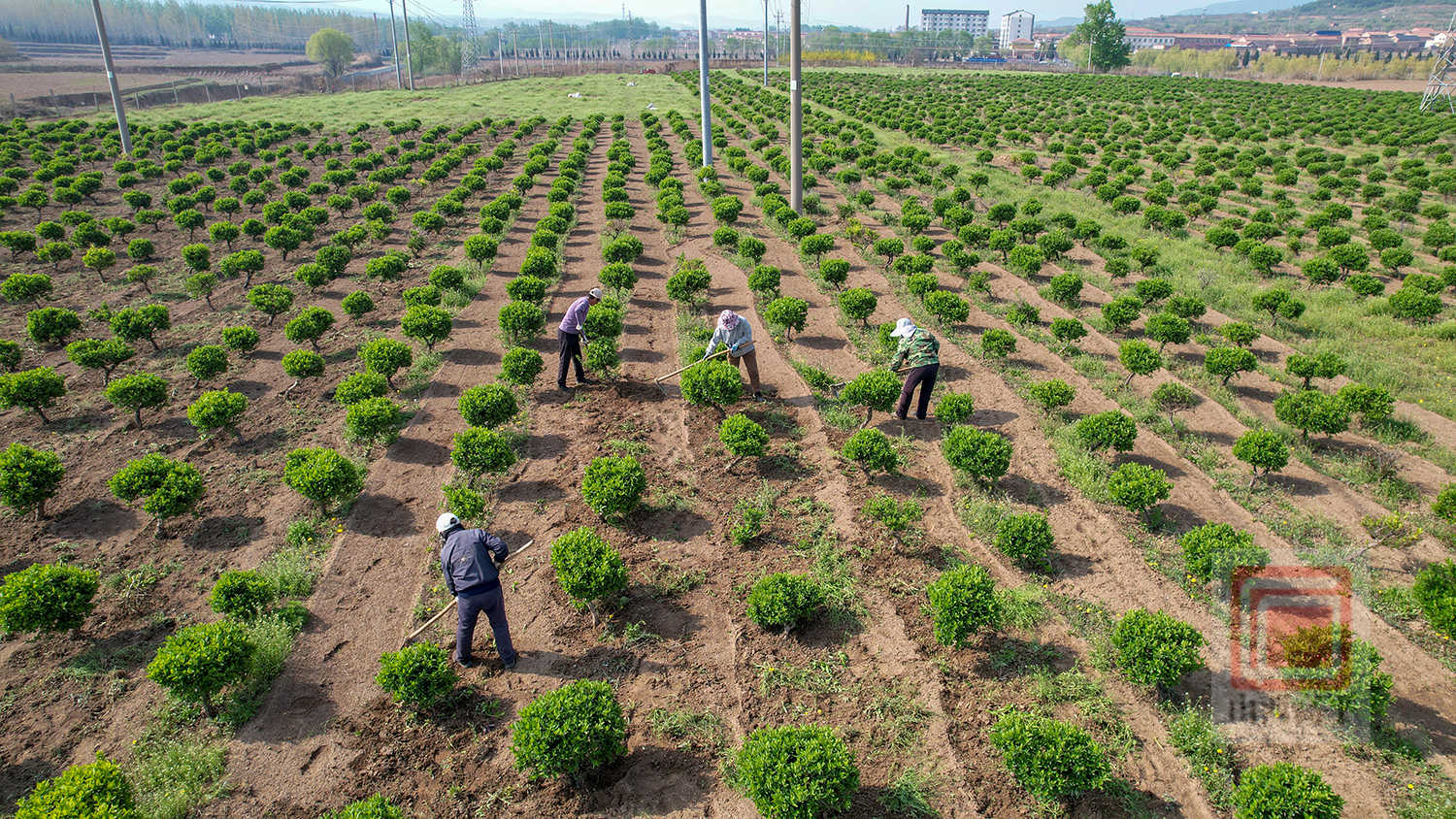 抢抓春时管护金银花