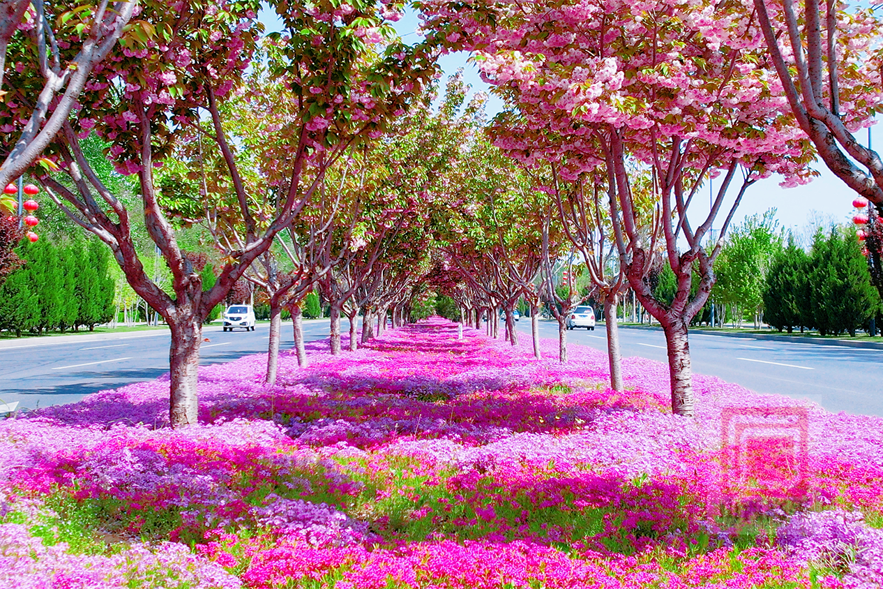 春日盛景 繁花满城入画来