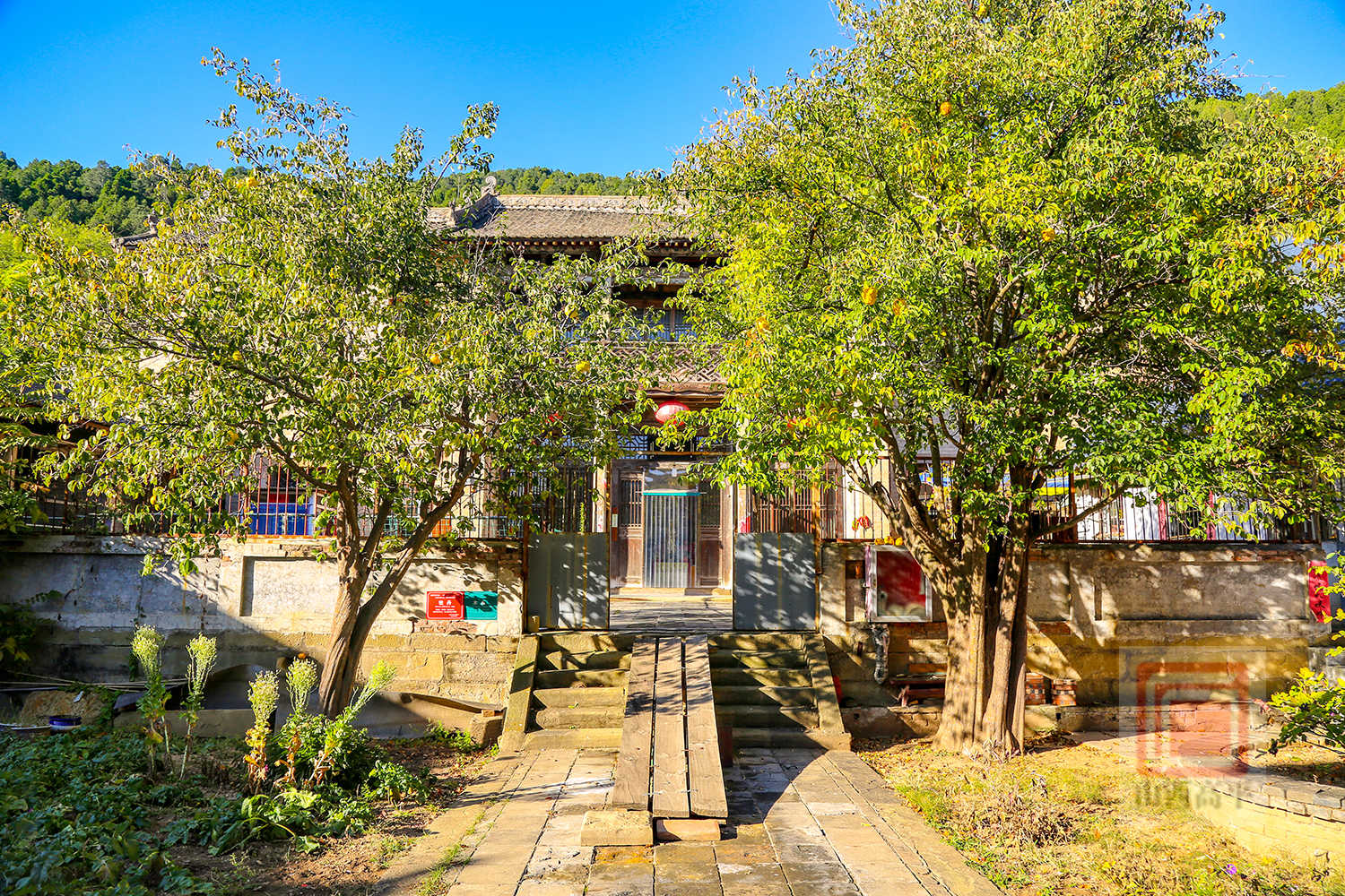 定林寺：百年木瓜满枝头