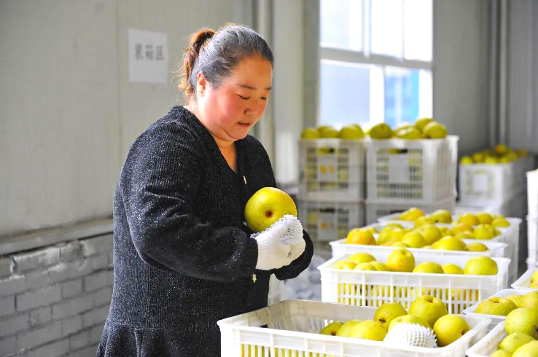 高平市陈区镇铁炉村千亩贡梨喜获丰收