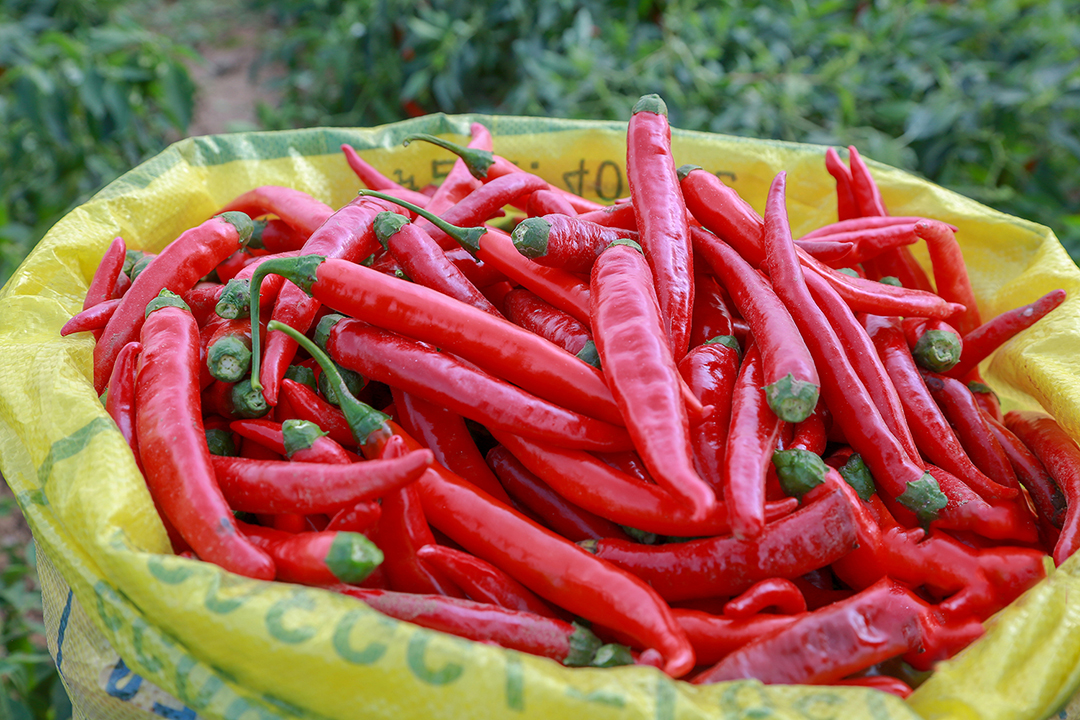 高平市东宅村火红辣椒喜丰收红火日子有奔头