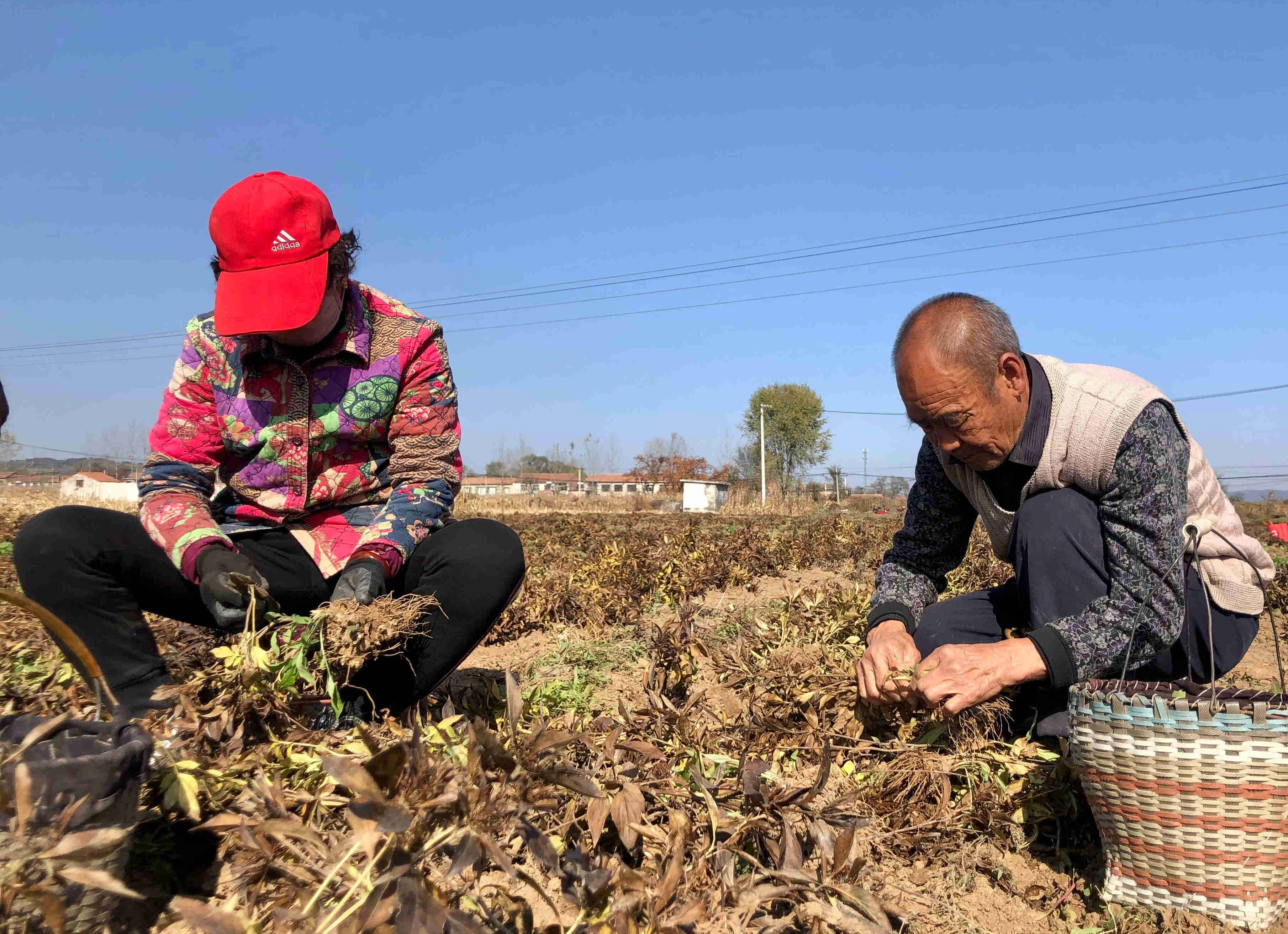 寺庄镇:白术收获采摘忙 特色产业种出新希望_高平市人民政府网