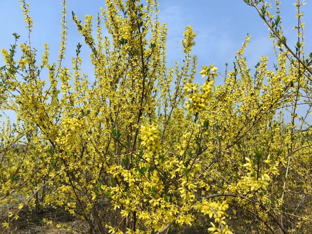 米山镇连翘花开美了山村富了民