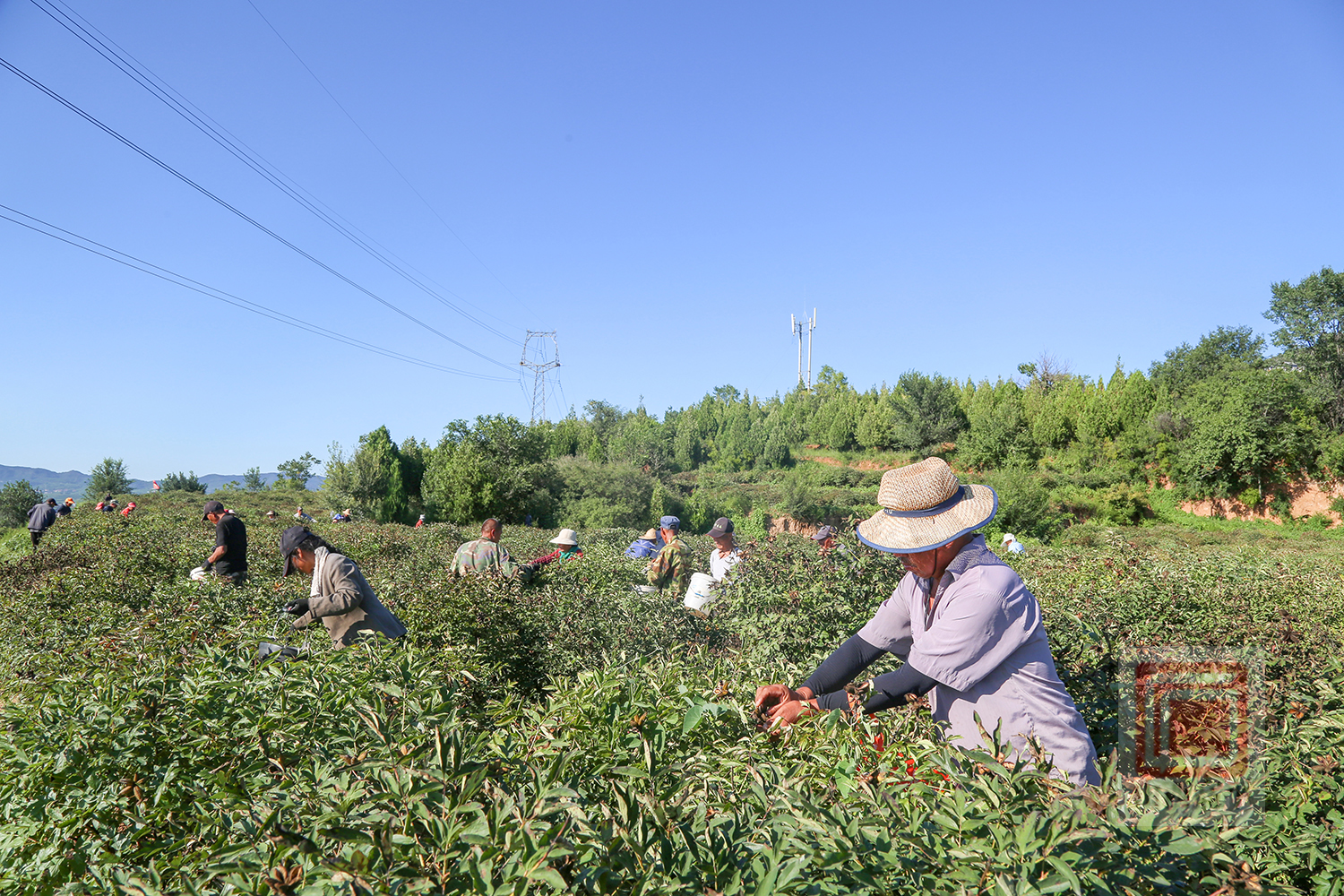 三甲镇千亩紫斑牡丹种植基地喜丰收