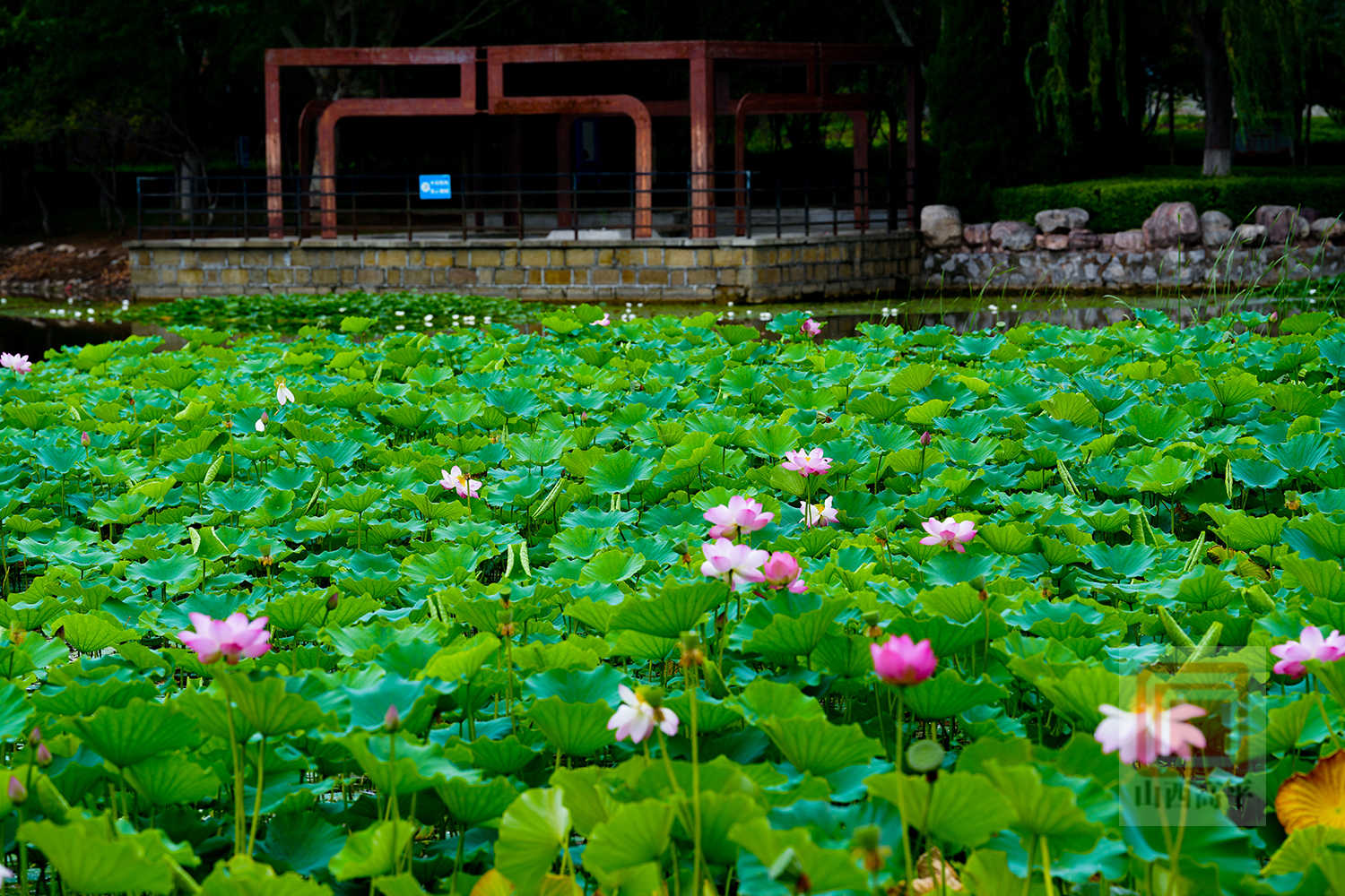 夏日盛景 荷花绽放醉游人