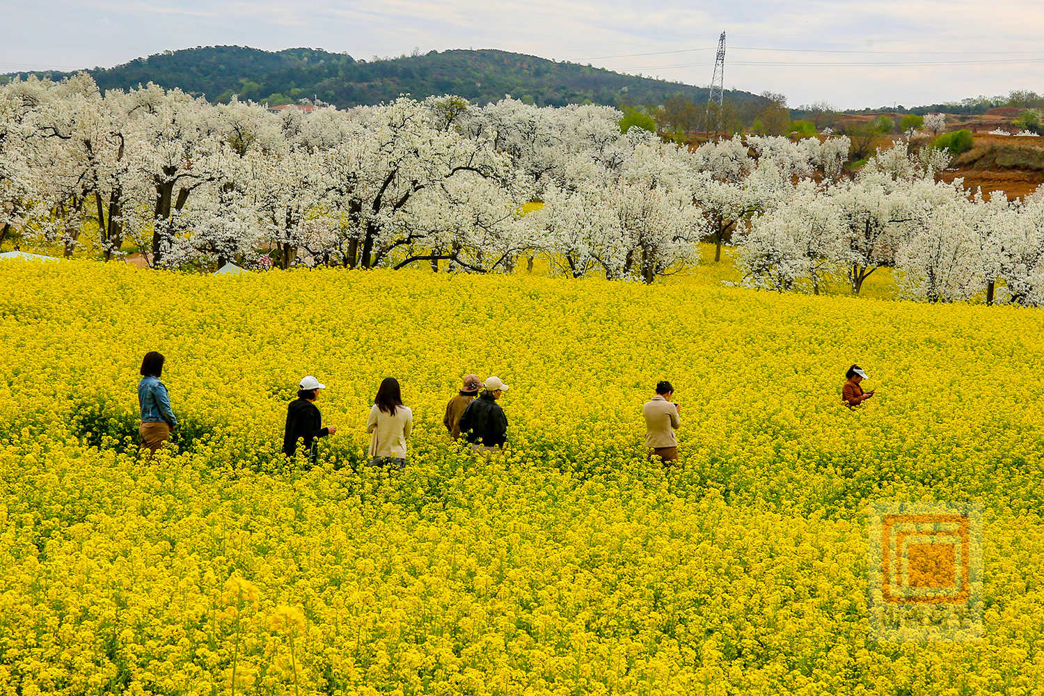 千树万树梨花开 踏青赏花醉游人