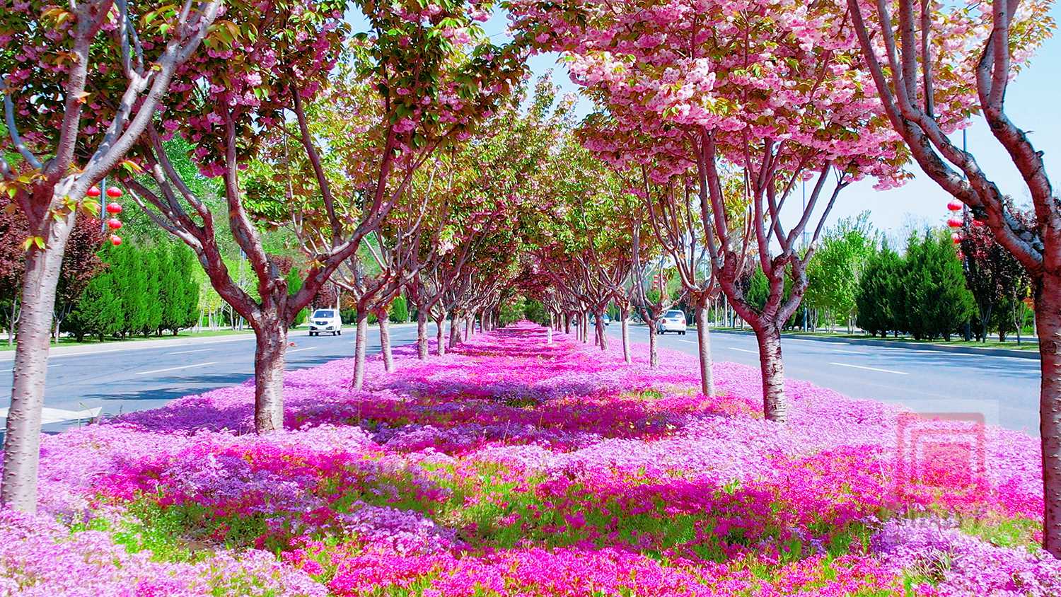 春日盛景 繁花满城入画来